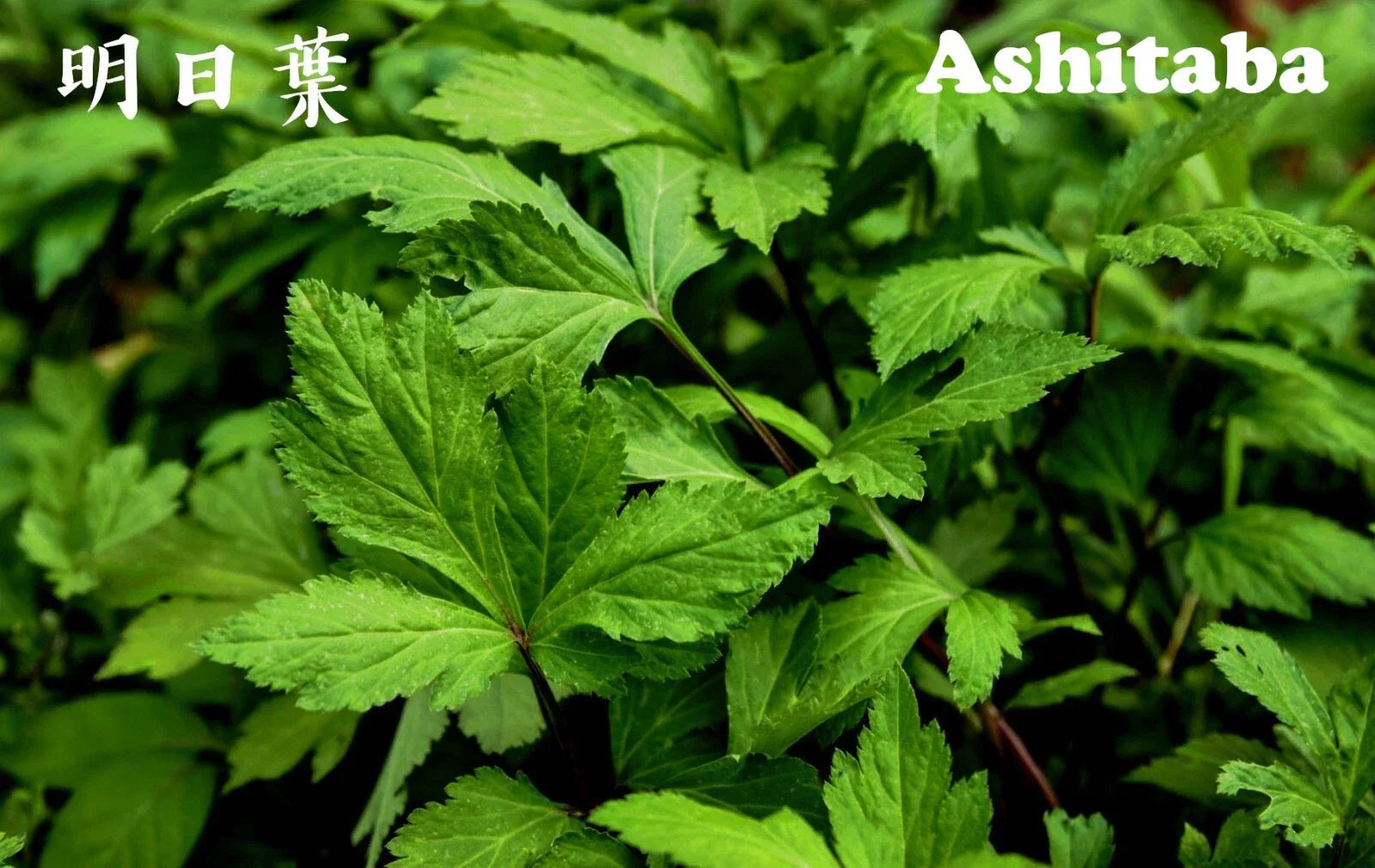 Ashitaba Herb Starter Plant in Soil, Organic Angelica Keiskei, Edible Perennial Herb, Rooted, Ready to Grow