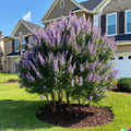 Chaste Tree Seeds 50+ Count, Fast Growing Vitus agnus-castus, Edible Pepper Substitute, Purple Flowers, Landscaping & Garden