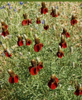 Dwarf Red Coneflower Seeds – Non-GMO Echinacea purpurea ‘Dwarf Red’ Perennial Wildflower for Pollinators, 500 Seeds
