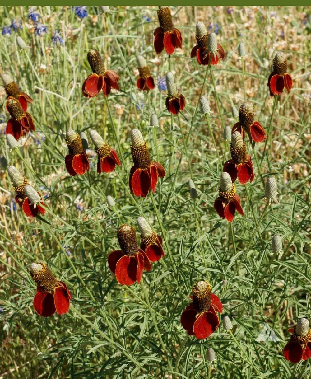 Dwarf Red Coneflower Seeds – Non-GMO Echinacea purpurea ‘Dwarf Red’ Perennial Wildflower for Pollinators, 500 Seeds