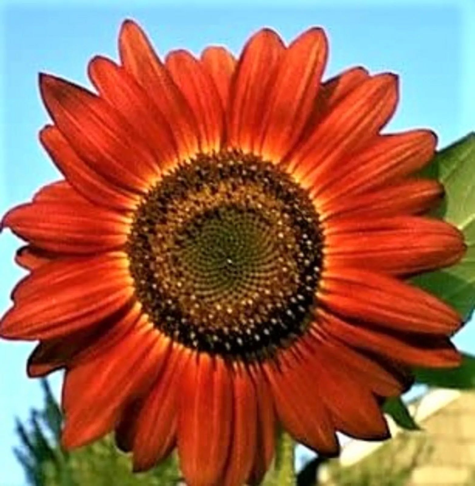 Red Sunflower Seeds Pack | Non-GMO Helianthus annuus | 50+ Seeds for Gardens & Cut Flowers