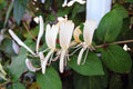 Honeysuckle Cuttings 10 Pack | White & Yellow Flowers | Lonicera japonica | Unrooted Garden Vines for Climbing and Landscaping
