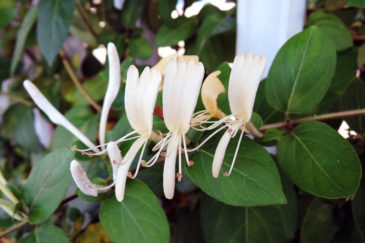 Honeysuckle Cuttings 10 Pack | White & Yellow Flowers | Lonicera japonica | Unrooted Garden Vines for Climbing and Landscaping