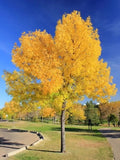Green Ash Tree Seeds - Pack of 15 - Fraxinus pennsylvanica - Fast-Growing Shade Tree for Landscaping & Reforestation