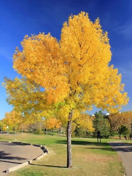 Green Ash Tree Seeds - Pack of 15 - Fraxinus pennsylvanica - Fast-Growing Shade Tree for Landscaping & Reforestation