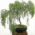 Willow Bonsai Cutting - Rare Indoor Plant - Salix spp. - Beginner Friendly, Cascading Branches, Unique Bonsai Starter