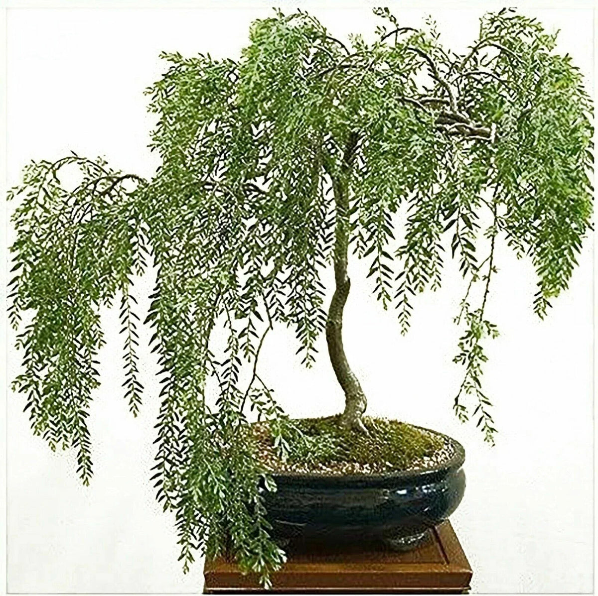 Willow Bonsai Cutting - Rare Indoor Plant - Salix spp. - Beginner Friendly, Cascading Branches, Unique Bonsai Starter