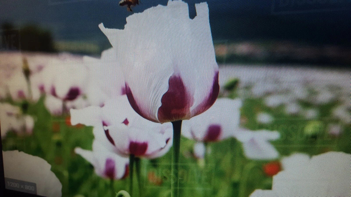 White and Purple Poppy Flower Seeds 1 lb Papaver somniferum for Garden, Wildflower, Cut Flowers