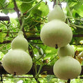 Martin Birdhouse Gourd Seeds - Heirloom Non-GMO, Lagenaria siceraria, Birdhouse Crafting, Attracts Purple Martins, Garden Vine Seeds