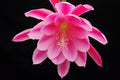 Epiphyllum 'Grand Baroque' Rooted Cutting - Rare Orchid Cactus Plant, Large Blooms, Unique Houseplant, Succulent Variety