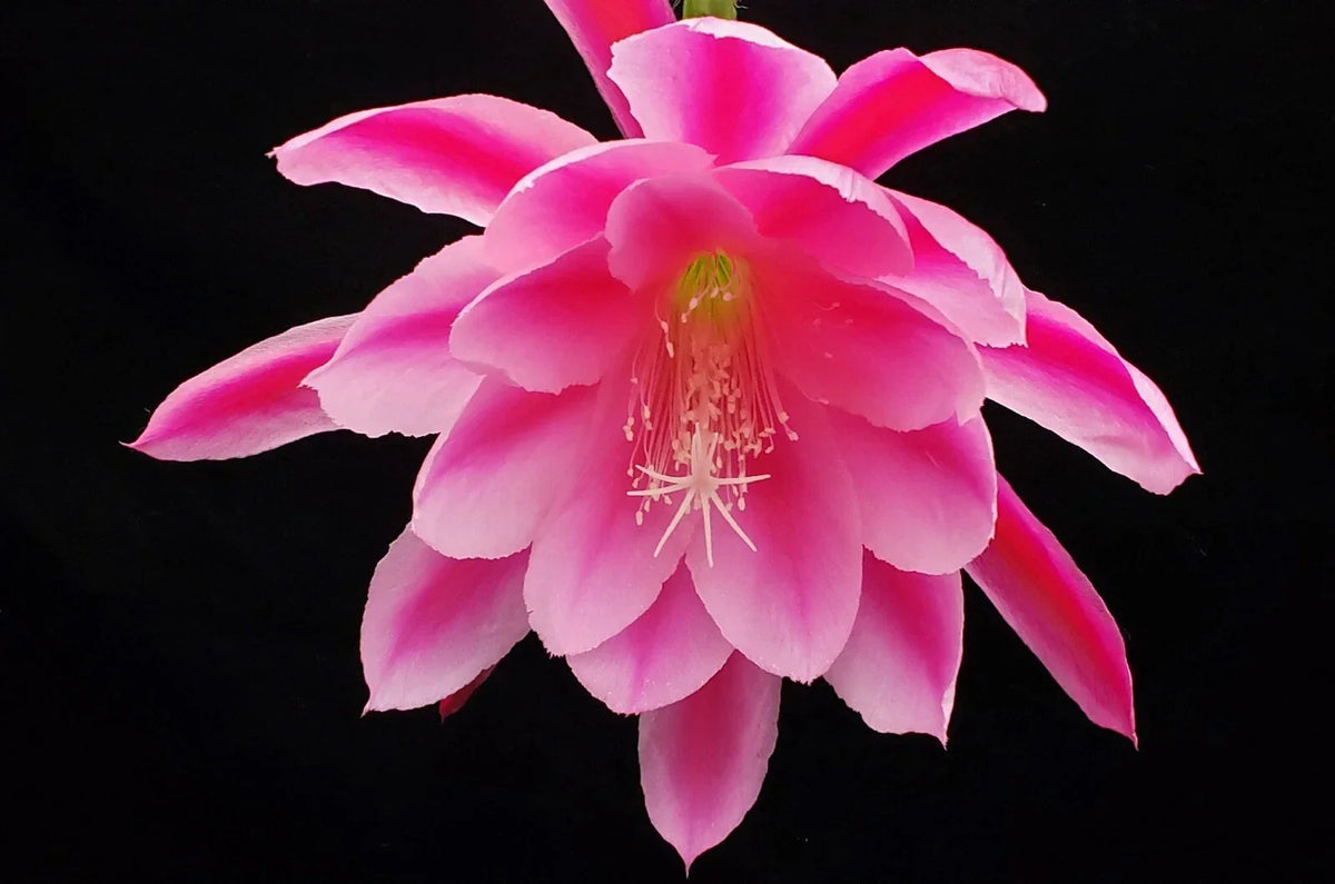 Epiphyllum 'Grand Baroque' Rooted Cutting - Rare Orchid Cactus Plant, Large Blooms, Unique Houseplant, Succulent Variety