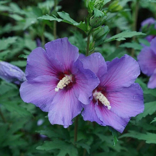 Rose of Sharon Live Plants 10-18" Bare Root Hibiscus syriacus Flowering Shrub