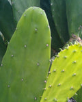 Miniature Prickly Pear Cactus - 4" Opuntia Succulent Rooted Indoor Plant - Easy Care Desert Plant