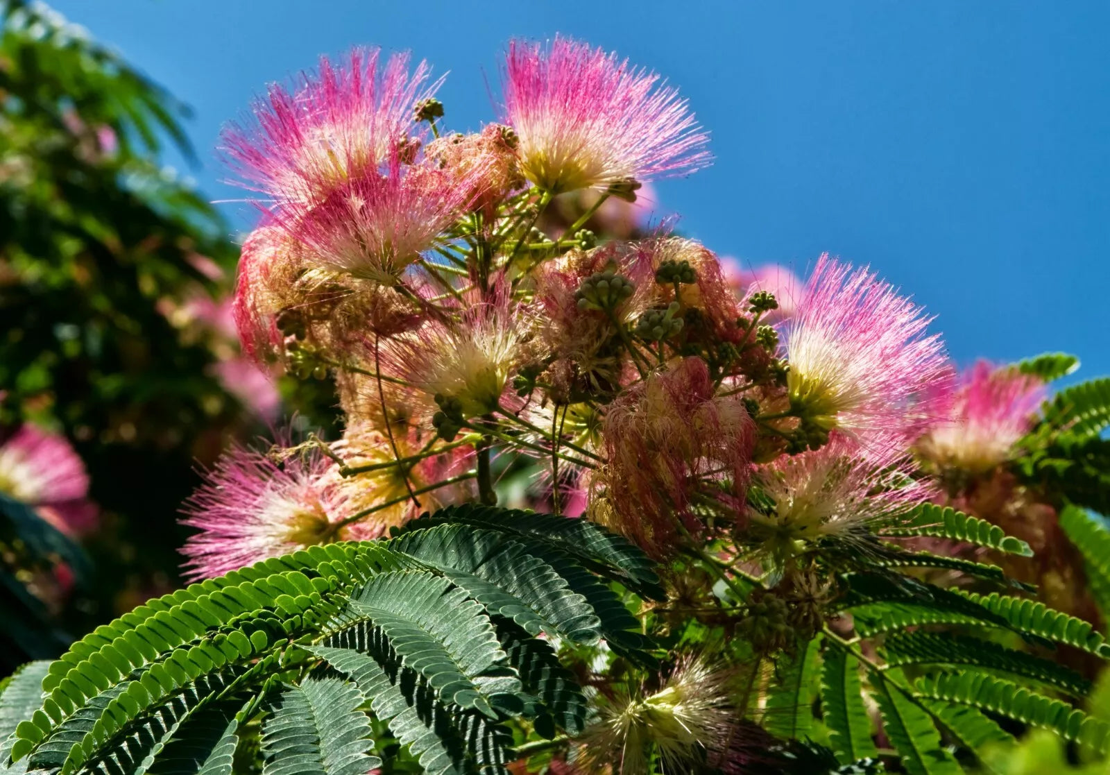 Persian Silk Tree Seeds - Albizia julibrissin - Exotic Flowering Tree for Gardens and Landscaping - 30 Seeds