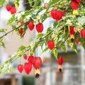 Abutilon Chinese Lantern Plug – Live Flowering Plant Starter – Bright Orange Red Blooms – Indoor Outdoor Garden Plant