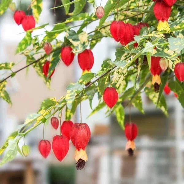 Abutilon Chinese Lantern Plug – Live Flowering Plant Starter – Bright Orange Red Blooms – Indoor Outdoor Garden Plant