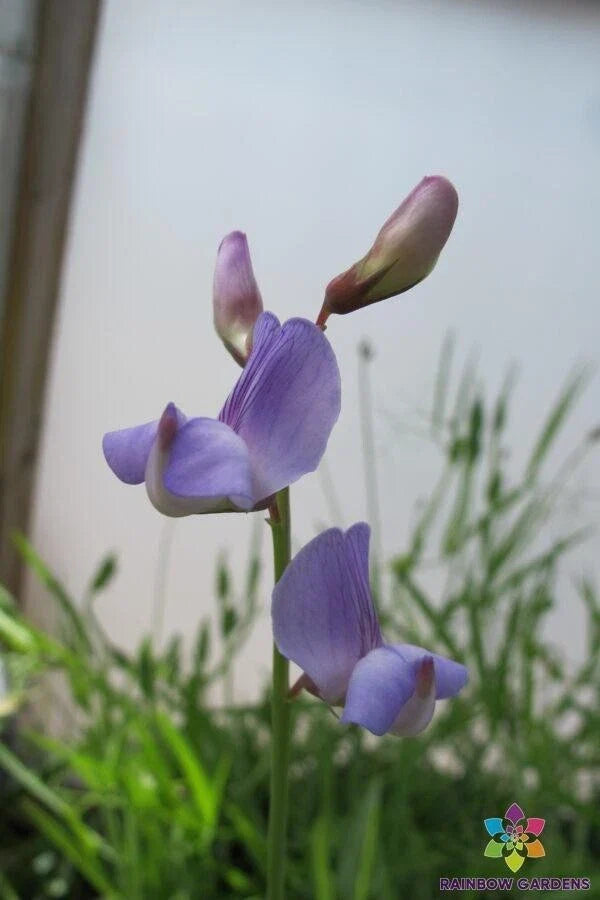 Lathyrus paranensis Annual Sweet Pea Seeds – 50+ Non-GMO Garden Seeds for Climbing Vines, Full Sun, Easy to Grow