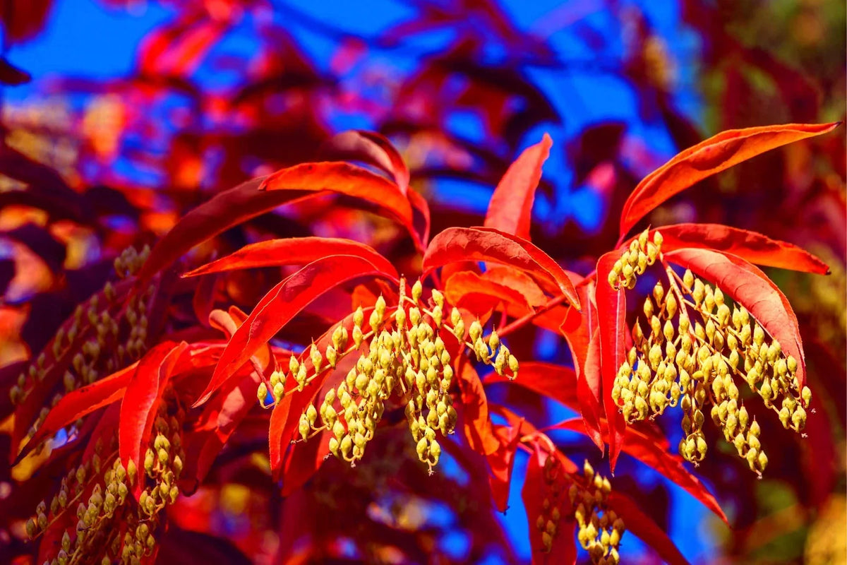 Lily of the Valley Tree Seeds - 100 Seeds, Oxydendrum arboreum, Sourwood, Ornamental Deciduous Tree, Hardy, Pollinator Friendly
