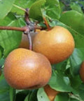 Chojuro Pear Plant Cuttings - 4 Juicy Golden Brown Pyrus pyrifolia Fruit Tree Propagation