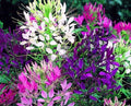 Queen Mix Spider Seeds – Perennial Clome Spinosa for Butterfly Attraction, 100 Seeds