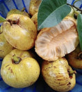 Pond Apple Seeds - Alligator Apple - Annona Glabra - Wetland Tree Seeds - 10 Fresh Seeds for Garden Cultivation