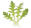 Arugula Seeds for Planting - Athena Variety - Eruca sativa - 200 Count, Fast-Growing, Peppery Leafy Green, Cool-Season Crop