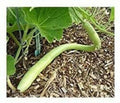 Cucuzzi Gourd Seeds - Edible Variety, Climbing Vine, Cucurbita pepo, Fresh Seeds, Fast-Growing Annual Plant