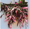 Fresh Cut Rhipsalis Ramulosa Red Plant Clippings – Tropical Succulent for Indoor & Outdoor Decor