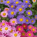 Aster Seeds - 200 Non-GMO Colorful Cut Flowers - Single China Aster - Pollinator Friendly Gardening