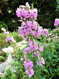 Obedient Plant Pack of 10 Live Plants - Physostegia virginiana - Shallow Water Garden Perennials for Pollinators
