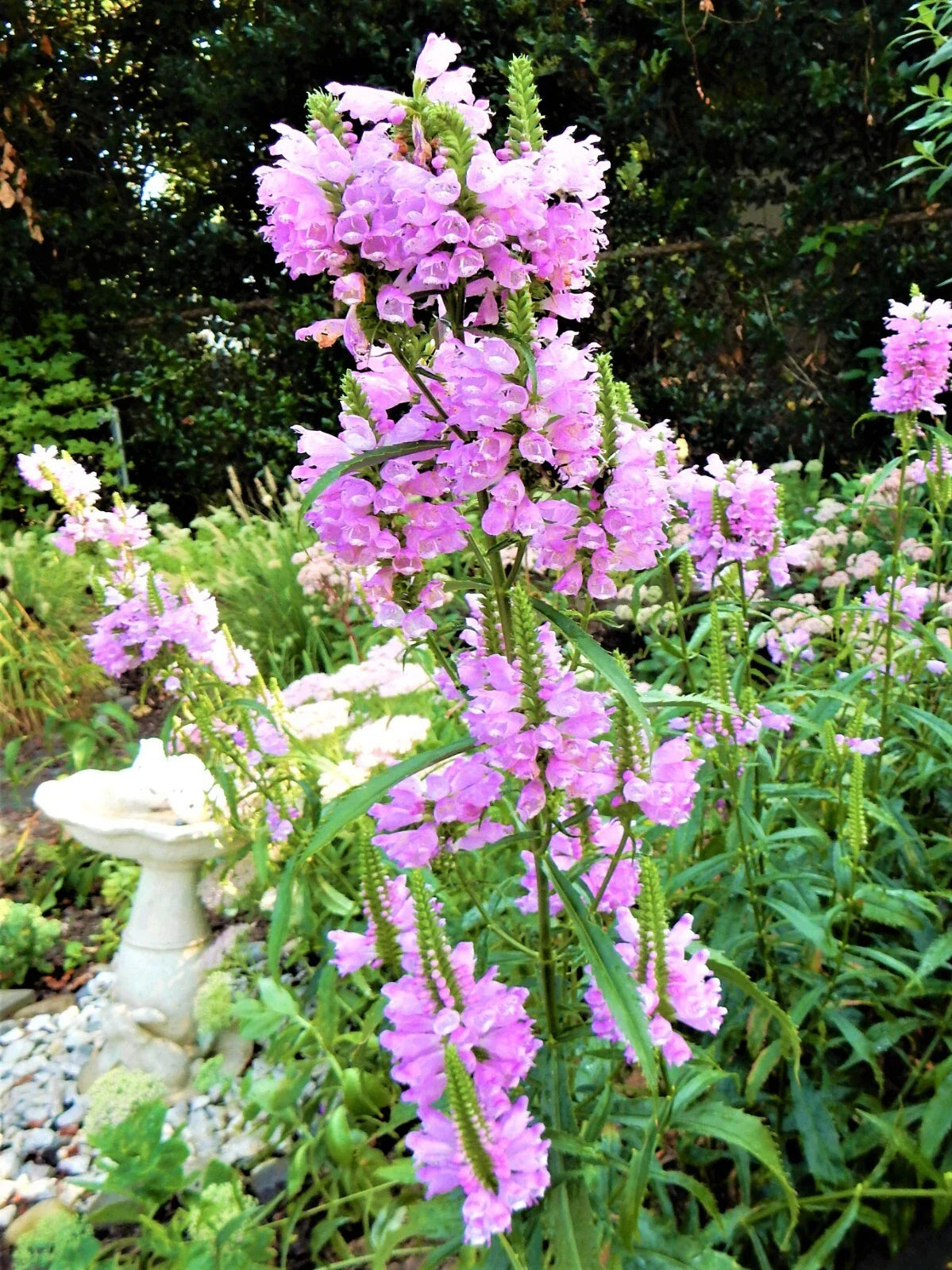 Obedient Plant Pack of 10 Live Plants - Physostegia virginiana - Shallow Water Garden Perennials for Pollinators