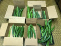 Organic Dragon Fruit Cuttings 10 Varieties 8-12 Inches Hylocereus spp. for Home Garden & Indoor Cultivation