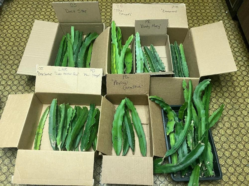 Organic Dragon Fruit Cuttings 10 Varieties 8-12 Inches Hylocereus spp. for Home Garden & Indoor Cultivation