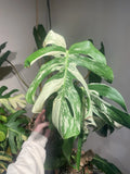 Monstera Albo Rooted Top Cut - Variegated Houseplant - Monstera Deliciosa Albo Variegata - Indoor Climbing Vine