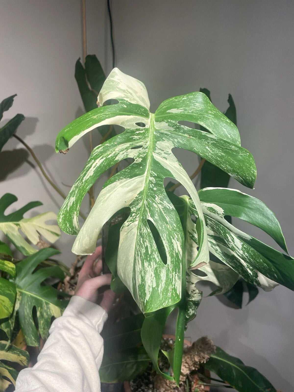 Monstera Albo Rooted Top Cut - Variegated Houseplant - Monstera Deliciosa Albo Variegata - Indoor Climbing Vine
