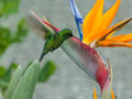 Organic Bird of Paradise Plant 20in Live Strelitzia reginae with Orange Flowers, Tropical Indoor Outdoor Plant