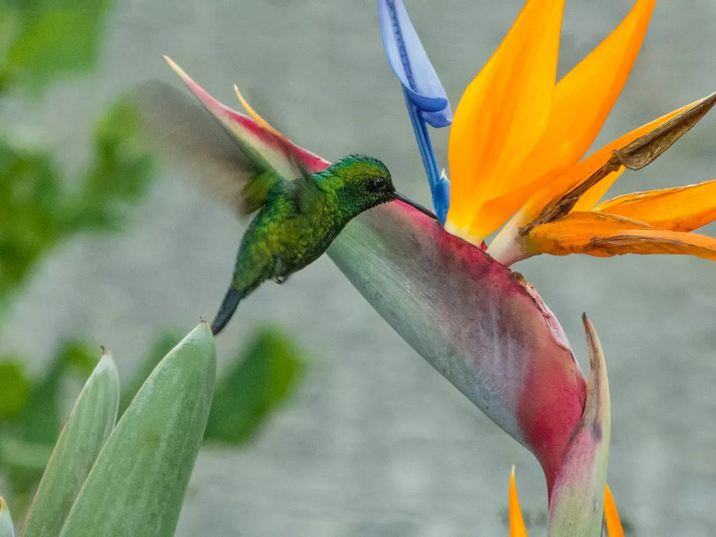Organic Bird of Paradise Plant 20in Live Strelitzia reginae with Orange Flowers, Tropical Indoor Outdoor Plant