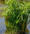 Cyperus Umbrella Palm Seeds - 25+ for Water Gardens, Ponds, Indoor Planting - Cyperus alternifolius