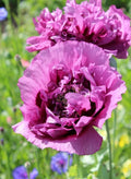 Double Purple Poppy Seeds - 200+ Papaver somniferum Annual Flower Seeds for Garden, Borders, Cut Flowers, USA Grown