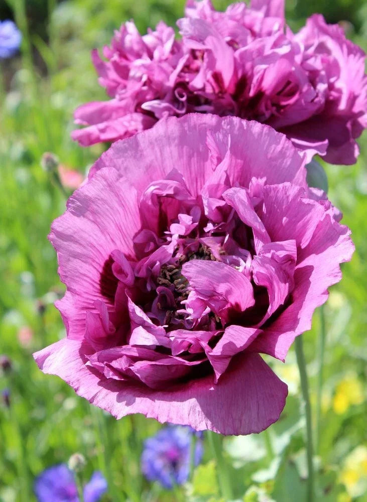 Double Purple Poppy Seeds - 200+ Papaver somniferum Annual Flower Seeds for Garden, Borders, Cut Flowers, USA Grown