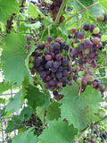 Wine Grape Seeds 20 Pack Vitis vinifera for Home Garden and Vineyard Cultivation