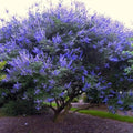 Chaste Tree Seeds, Vitex agnus-castus, Lilac Flowers, Hardy Shrub, Pollinator Attractant, Drought-Resistant, Garden Plant