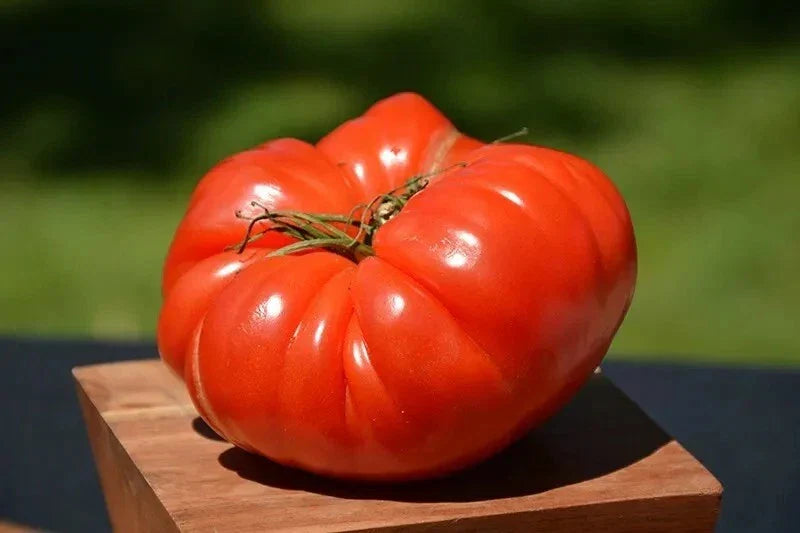 German Johnson Tomato Seeds - Organic Heirloom Non-GMO Solanum lycopersicum, 120+ Seeds for Home Gardening