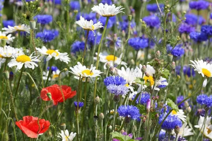 Wildflower Seed Mix - 1000+ Seeds - Red White Blue Blooms - Drought Resistant Pollinator Garden Seed