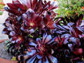 Aeonium Succulent Cuttings - Black Rose Deep Purple - 2 Cuttings - Indoor Gardening - Aeonium arboreum 'Zwartkop'