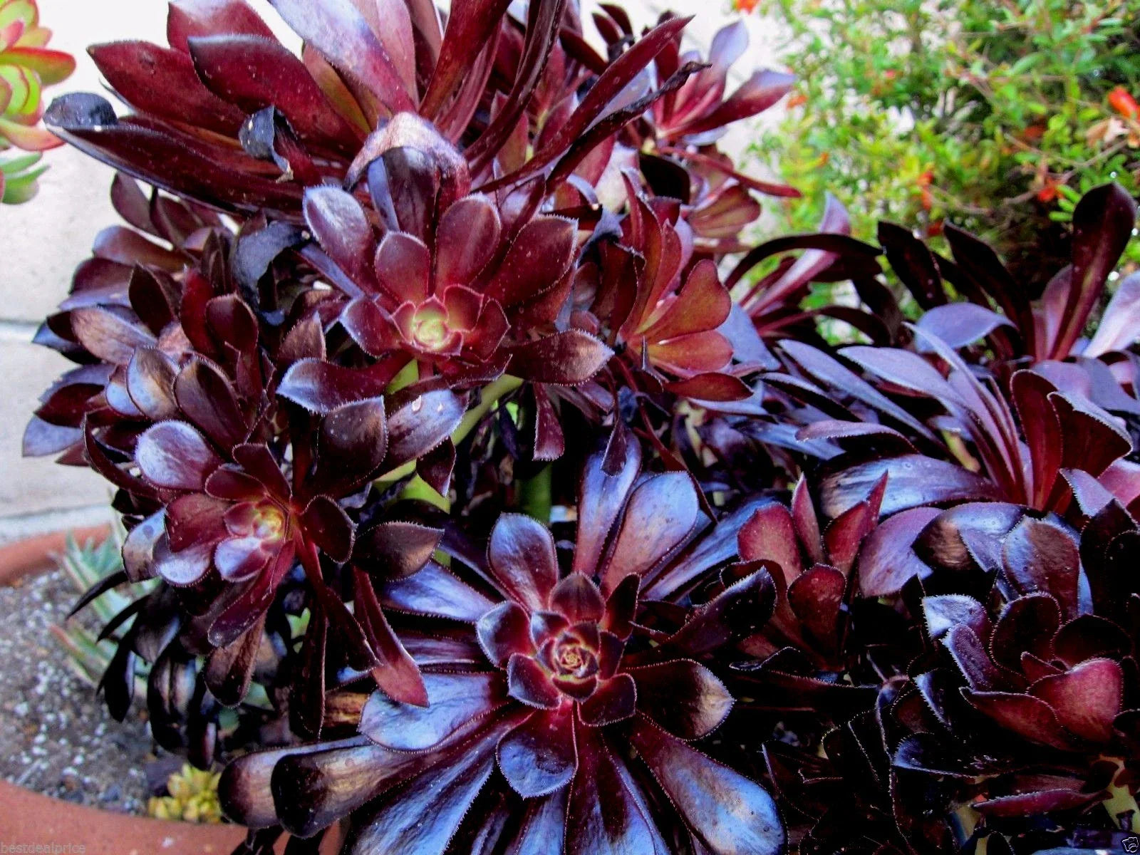 Aeonium Succulent Cuttings - Black Rose Deep Purple - 2 Cuttings - Indoor Gardening - Aeonium arboreum 'Zwartkop'
