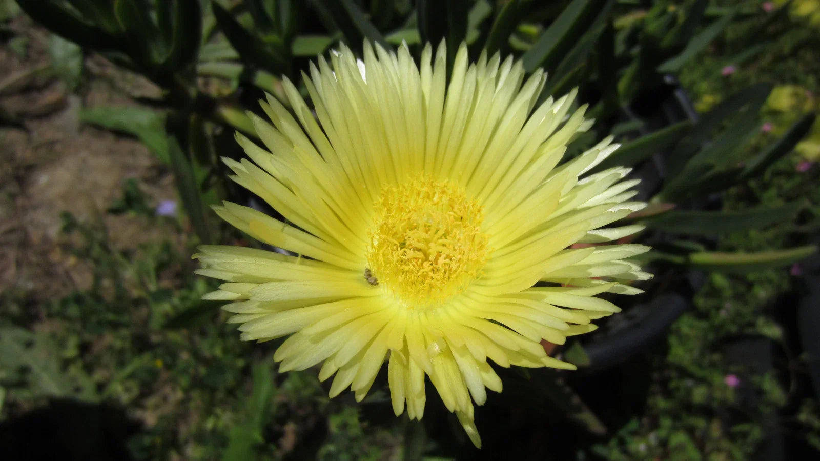Ice Plant Cuttings - 5" Yellow Unrooted Succulent, Sour Fig, Cape Fig, Mesembryanthemum crystallinum, Drought Tolerant, Rock Garden