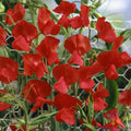 Royal Scarlet Sweet Pea Seeds - 50+ Pack, Climbing Vine, Bright Red Flowers, Lathyrus odoratus, Garden Planting, Pollinator Attracting