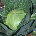 Late Flat Dutch Cabbage Seeds - Heirloom Non-GMO Brassica oleracea, 1000+ Seeds for Fall & Winter Harvests