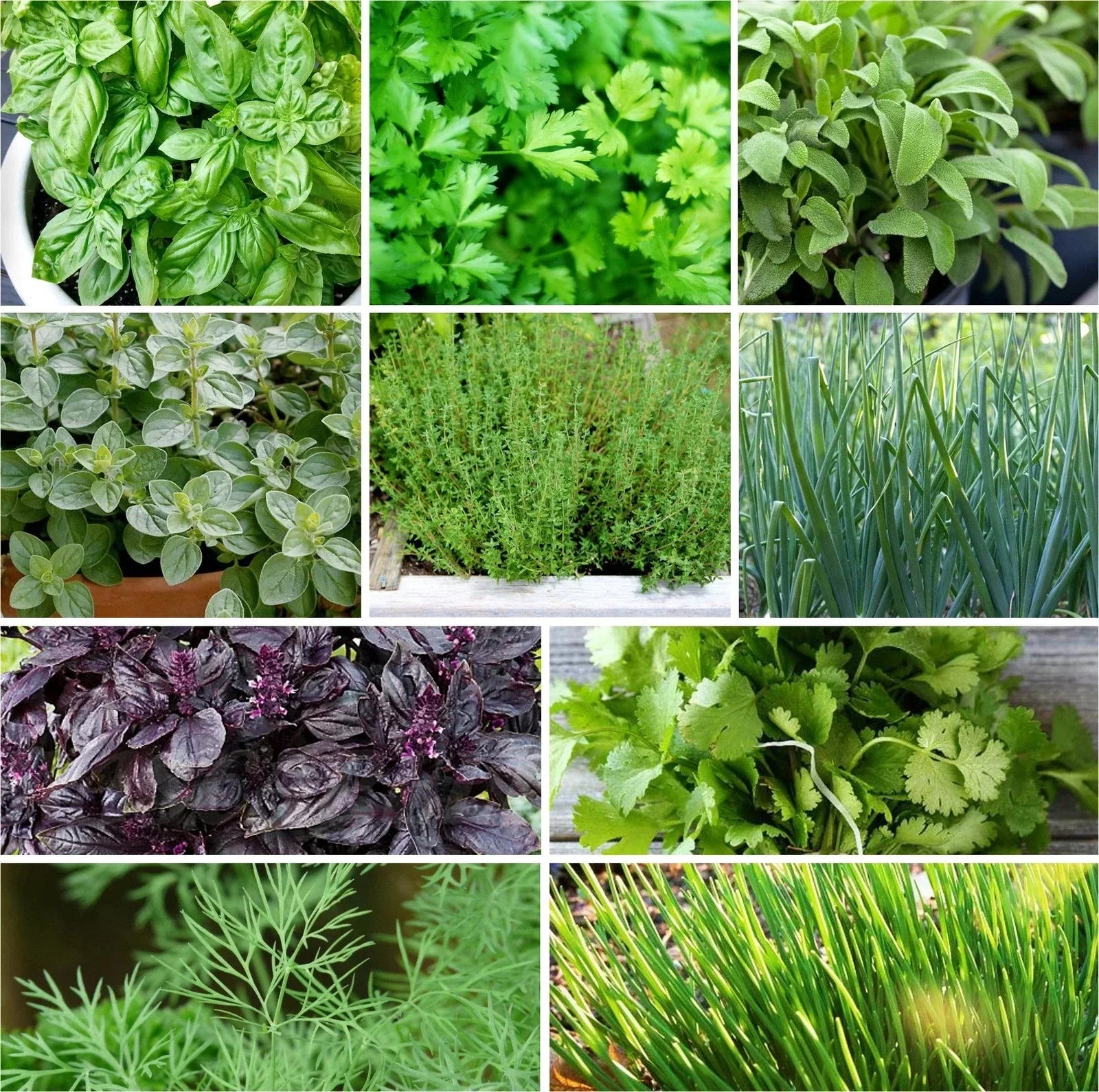 Herb Seeds Mix - 10 Pack Non-GMO Heirloom Variety for Gardeners, Culinary Herbs, Basil, Parsley, Cilantro, Thyme, Oregano